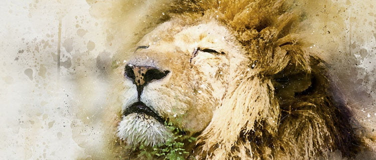 leo, león signo del zodiaco, Horóscopo para Diciembre de 2020
