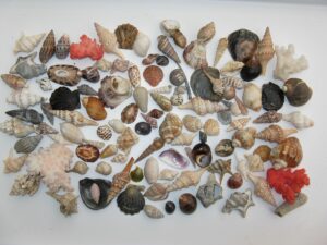 Colección de conchas marinas