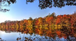 Árboles otoñales sobre el lago en su reflejo. Regalos revistas de otoño en noviembre